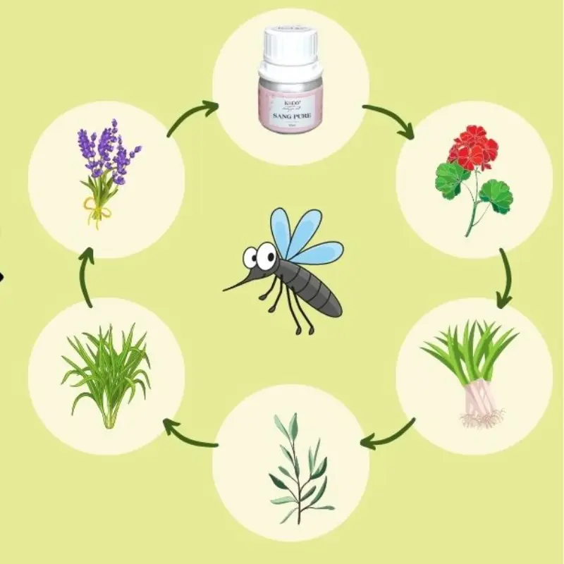 Xịt phòng tinh dầu đánh lừa khứu giác của muỗi và côn trùng